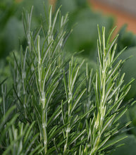 Charger l'image dans la galerie, Pousse Magique – L'Huile Chaude au Romarin Africain & Clous de Girofle"